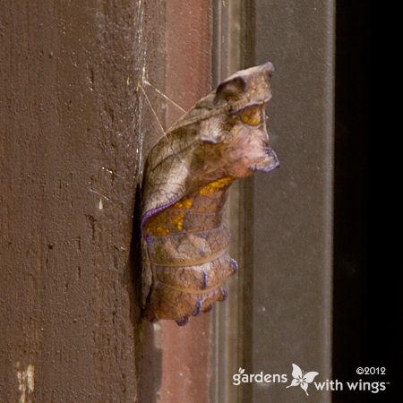piswCHRBrown | Gardens with Wings brown chrysalis handing from wood