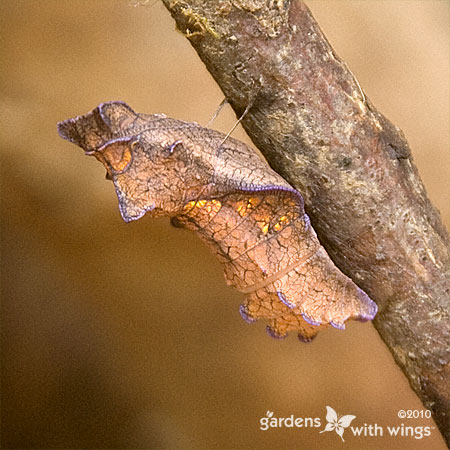 tan-brown Chrysalis