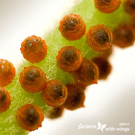 round red butterfly eggs on green stem