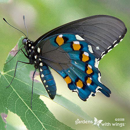 blue and black butterfly with orange and white markings