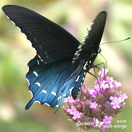 beautiful black and blue butterfly feeding on verbena