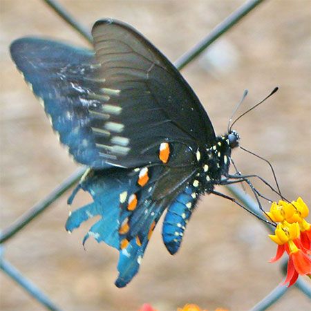 butterfly wings weathered