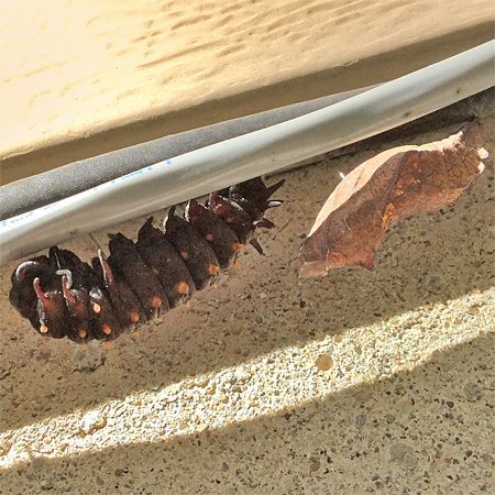 pupating caterpillar next to chrysalis