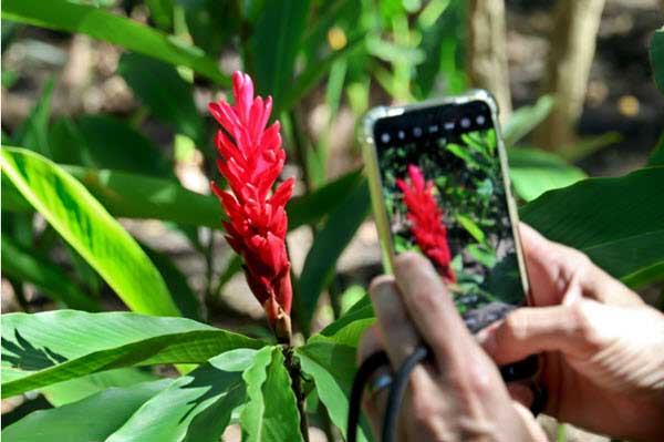Person holding a smartphone to photograph a tall red tropical flower amid green leaves in a garden.