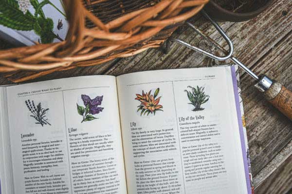 Open plant encyclopedia displaying illustrations of lavender, lilac, lily, and Lily of the Valley on a wooden table.