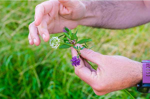 Two hands hold a small sprig with white and purple flowers outdoors in a grassy area.
