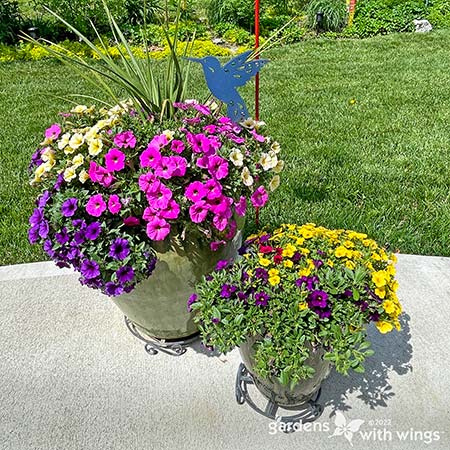 purple, pink, and yellow flowers in pot