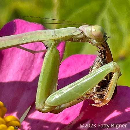 green praying mantis eating a skipper