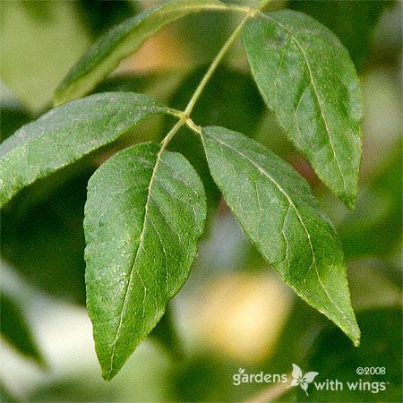 Leaves of a Prickly Ash Tree