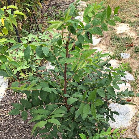 Ash Tree for attracting butterflies