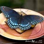 blue and purple butterfly