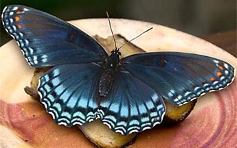 large purple and blue butterfly