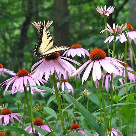 yellow - black stripe butterfly on pink flower