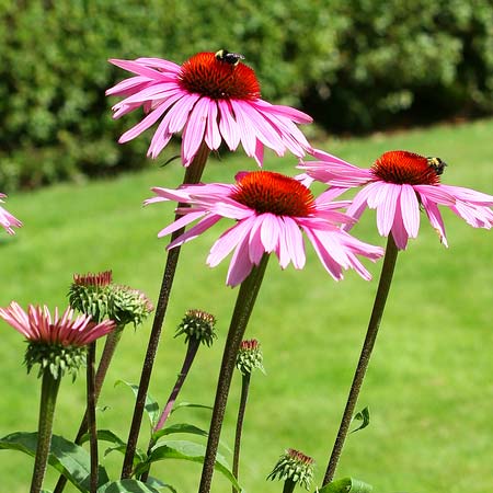 bees on purple flower