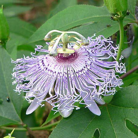 lavender flower with creamy white center