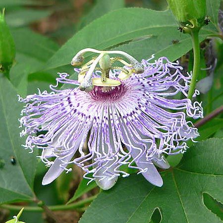 lavendar pedal and filament flower with white center