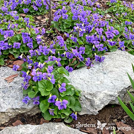 Purple Violet Flowers Flowing Over Rocks