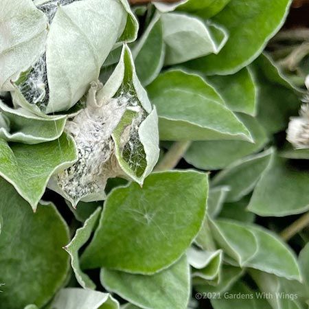 caterpillars hidden in leaves