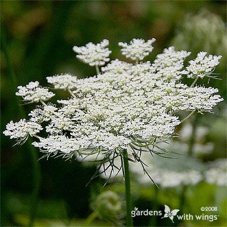 Queen Anne's lace - Invasive Species Council of British Columbia