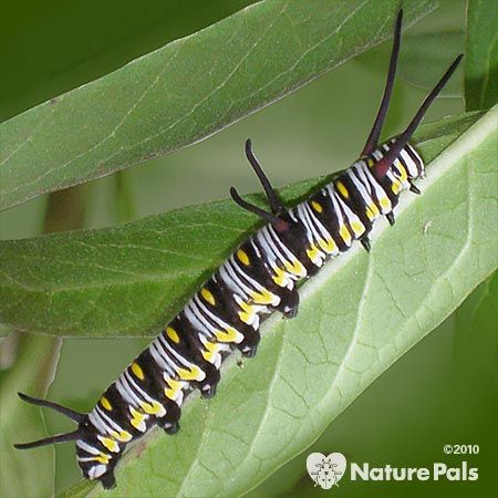 White, yellow, and black caterpillar with horns
