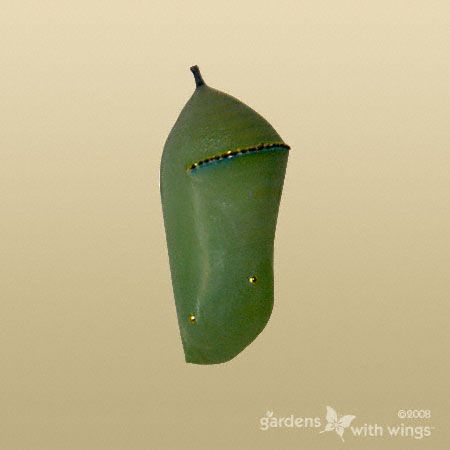 smooth green chrysalis and gold spots