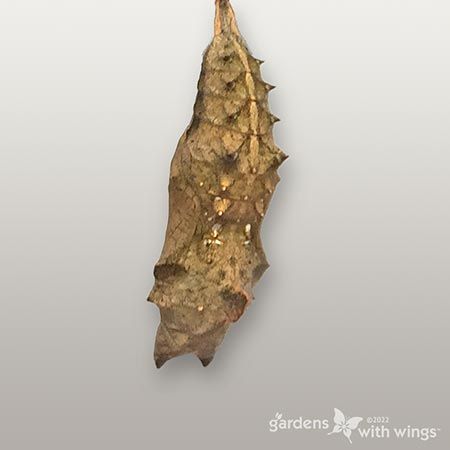 tan butterfly chrysalis