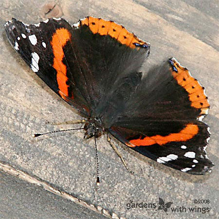 dark brown butterfly with orange and white spots