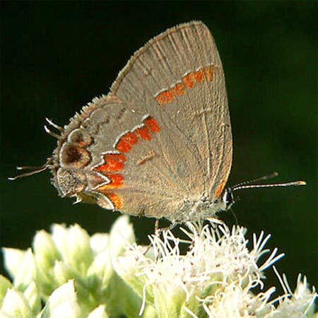 Tiny grey butterfly with red markings and white flowers