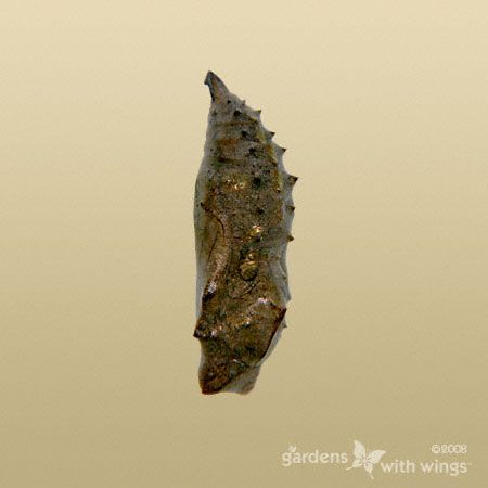 brown spiky pupa with gold spots