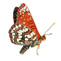 type of red butterfly