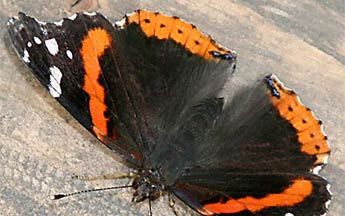 red butterfly with brown body