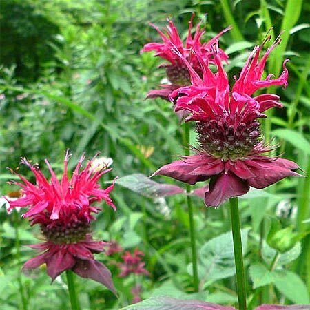 red monarda flowers