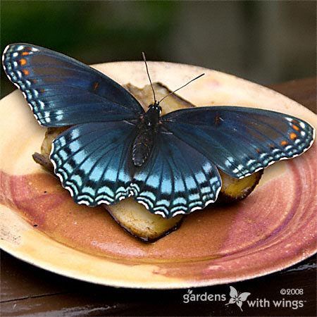 black and iridescent blue butterfly wings with orange spots