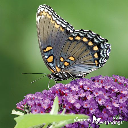 blue and black butterfly on purple flower