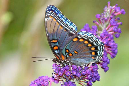 red spotted purple butterfly 2 | Gardens with Wings blue and orange butterfly that is called a red spotted purple