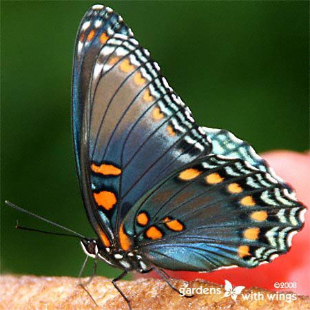 butterfly underside wings are black with blue and orange spots