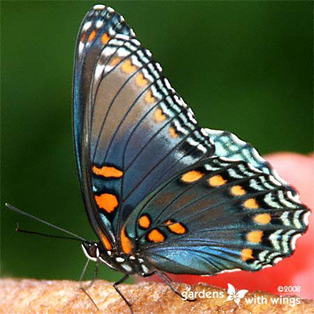 red spotted purple butterfly