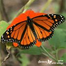 orange and black butterfly