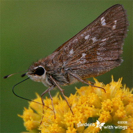 Male Sachem Butterfly with Close Wings