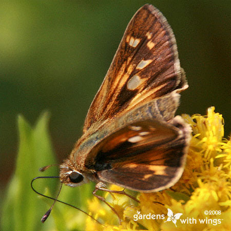 Female Sachem Butterfly with Open Wings