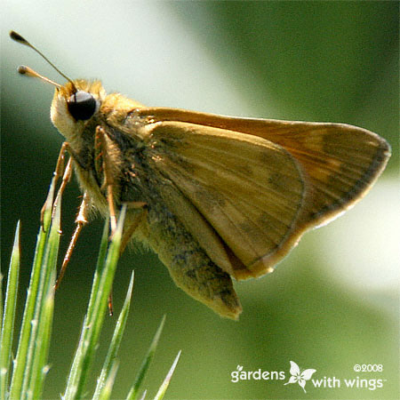 Female Sachem Butterfly with Close Wings