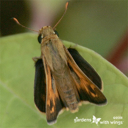 Male Sachem Butterfly with Open Wings