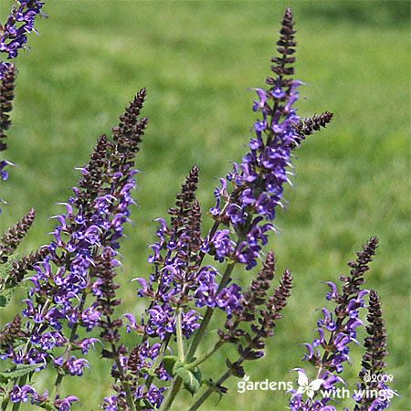 long stem with tiny purple flowers for butterflies