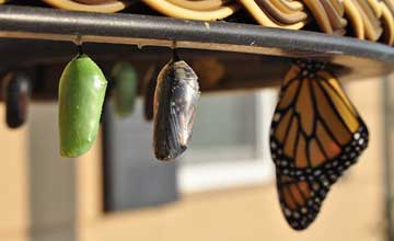 science metamorphosis feature | Gardens with Wings The Science of Metamorphosis: What Research Reveals About the Butterfly Life Cycle