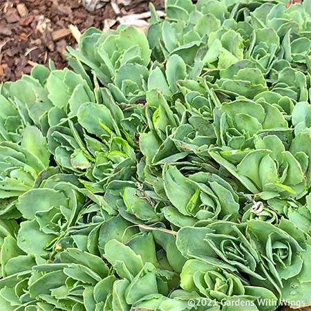 light green flower buds