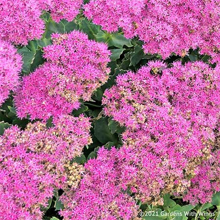 large cluster of small pink flowers
