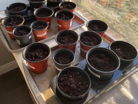 Butterfly Seeds in Pots