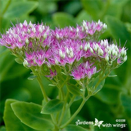 tiny pink flowers and green leaves