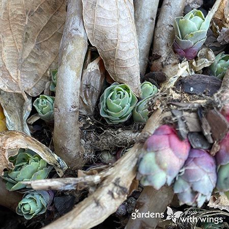 buds blooming in spring