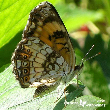 Silvery Checkerspot